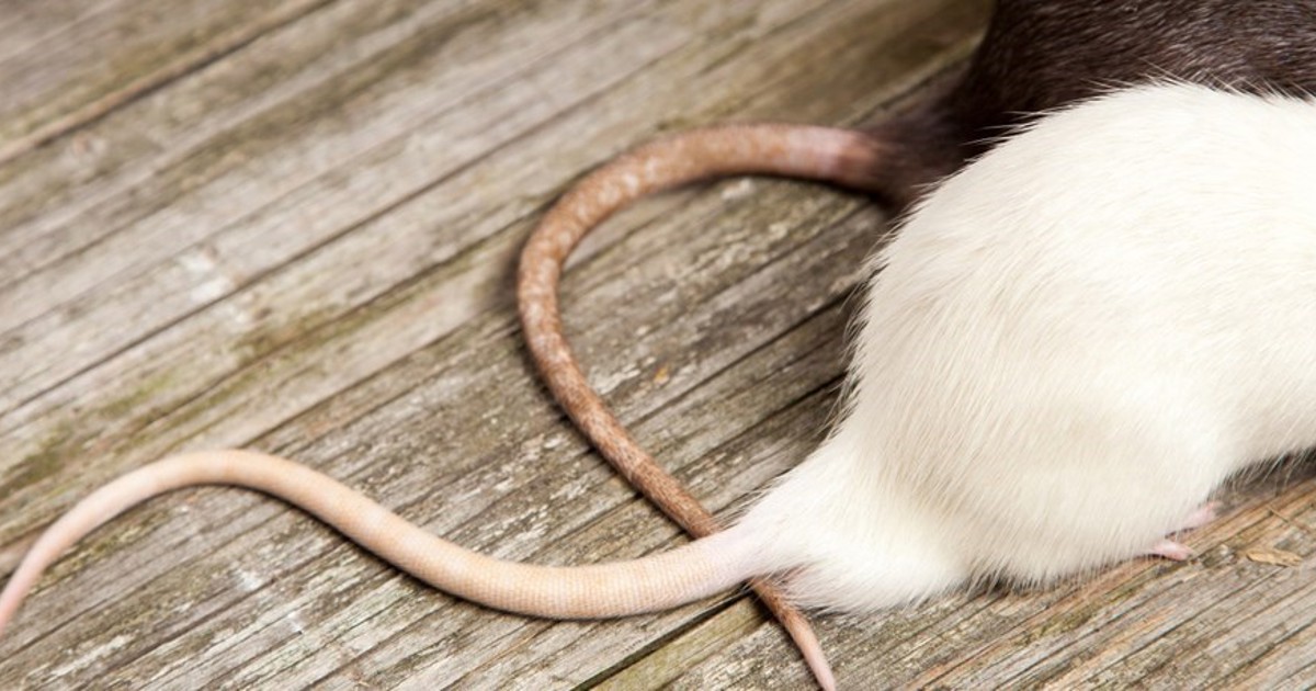 Sort Rotte Ser du en rotte…