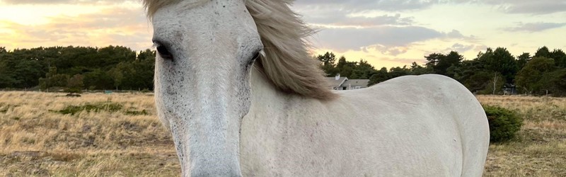 Hest på eng