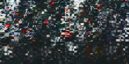 close up photography of round red fruit