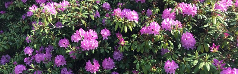 Blomstrende Rhododendron